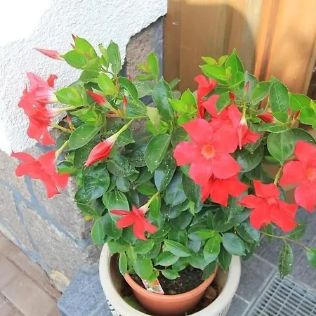 Дом отдыха Maennel By Interhome Ауэрбах