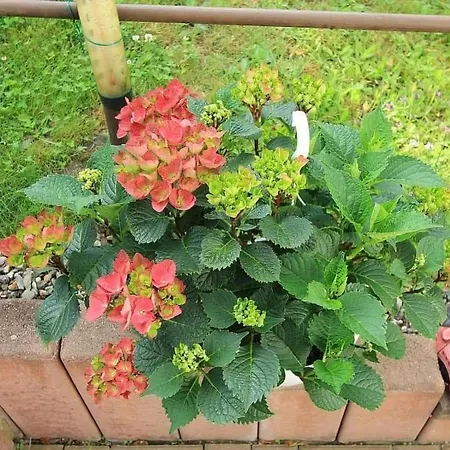 Дом отдыха Maennel By Interhome Ауэрбах